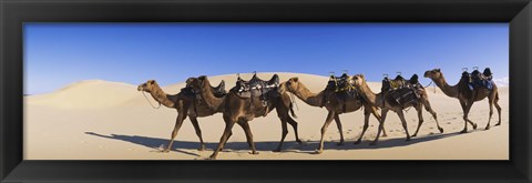 Framed Camels walking in the desert Print