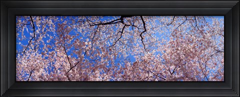 Framed Low angle view of cherry blossom trees, Washington State, USA Print