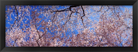 Framed Low angle view of cherry blossom trees, Washington State, USA Print