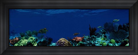 Framed Underwater Print