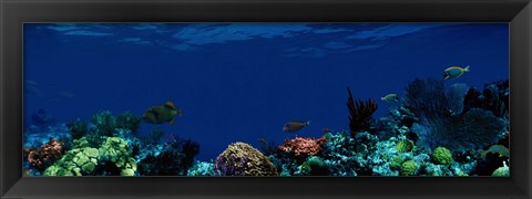 Framed Underwater Print