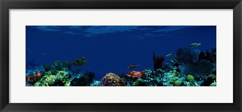 Framed Underwater Print