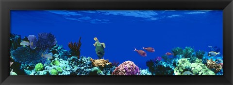 Framed Underwater, Caribbean Sea Print