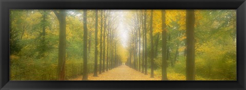 Framed Path Schwetzingen Germany Print