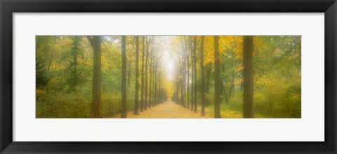 Framed Path Schwetzingen Germany Print
