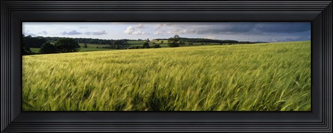 Framed Barley Field, Wales, United Kingdom Print