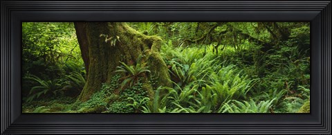 Framed Ferns and vines along a tree with moss on it, Hoh Rainforest, Olympic National Forest, Washington State, USA Print