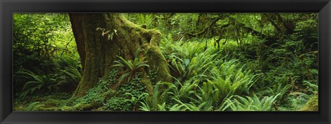 Framed Ferns and vines along a tree with moss on it, Hoh Rainforest, Olympic National Forest, Washington State, USA Print