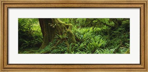 Framed Ferns and vines along a tree with moss on it, Hoh Rainforest, Olympic National Forest, Washington State, USA Print