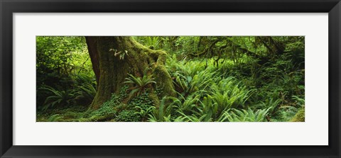 Framed Ferns and vines along a tree with moss on it, Hoh Rainforest, Olympic National Forest, Washington State, USA Print