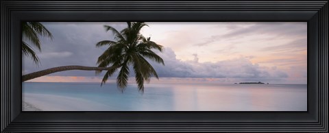 Framed Palm tree, Indian Ocean Maldives Print