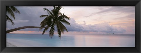Framed Palm tree, Indian Ocean Maldives Print