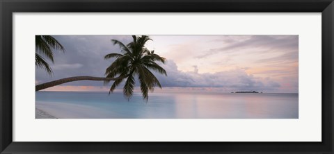 Framed Palm tree, Indian Ocean Maldives Print