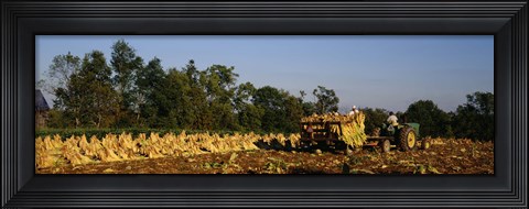 Framed Two people harvesting tobacco, Winchester, Kentucky, USA Print