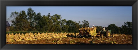 Framed Two people harvesting tobacco, Winchester, Kentucky, USA Print