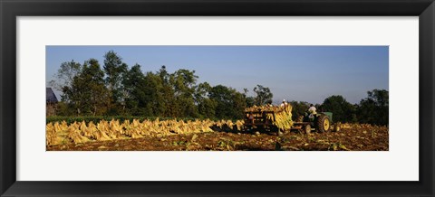 Framed Two people harvesting tobacco, Winchester, Kentucky, USA Print
