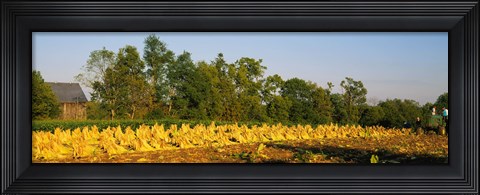 Framed Tractor in a tobacco field, Winchester, Kentucky, USA Print