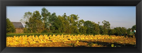 Framed Tractor in a tobacco field, Winchester, Kentucky, USA Print