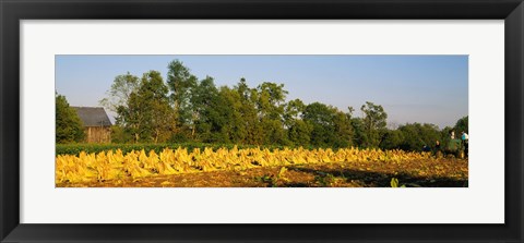 Framed Tractor in a tobacco field, Winchester, Kentucky, USA Print