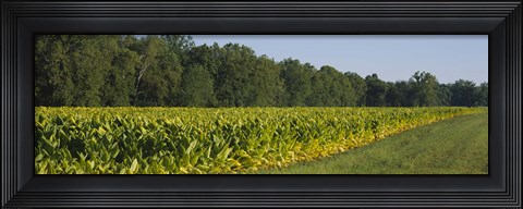 Framed Crop of tobacco in a field, Winchester, Kentucky, USA Print
