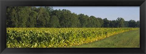 Framed Crop of tobacco in a field, Winchester, Kentucky, USA Print