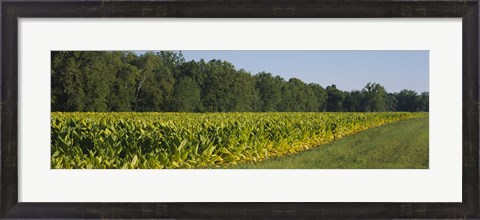 Framed Crop of tobacco in a field, Winchester, Kentucky, USA Print