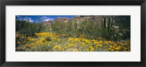 Framed Flowers in a field, Organ Pipe Cactus National Monument, Arizona, USA Print