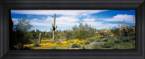 Framed Poppies and cactus on a landscape, Organ Pipe Cactus National Monument, Arizona, USA Print