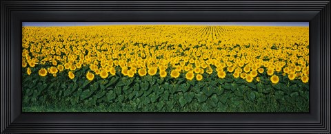 Framed Sunflower Field, Maryland, USA Print