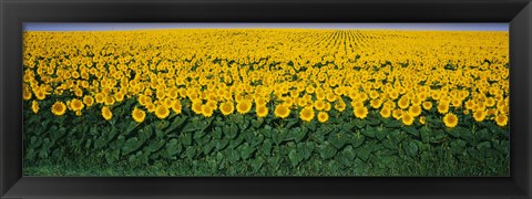 Framed Sunflower Field, Maryland, USA Print