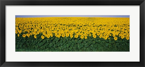 Framed Sunflower Field, Maryland, USA Print