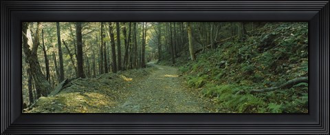 Framed Trees In A National Park, Shenandoah National Park, Virginia, USA Print