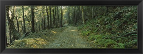 Framed Trees In A National Park, Shenandoah National Park, Virginia, USA Print