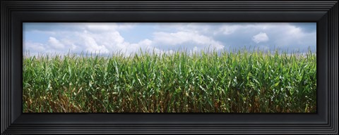 Framed Clouds over a corn field, Christian County, Illinois, USA Print