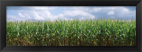 Framed Clouds over a corn field, Christian County, Illinois, USA Print