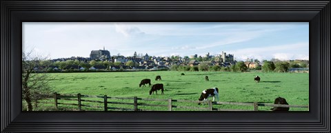Framed Cows grazing in a field with a city in the background, Arundel, Sussex, West Sussex, England Print