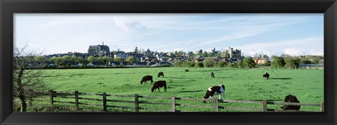 Framed Cows grazing in a field with a city in the background, Arundel, Sussex, West Sussex, England Print