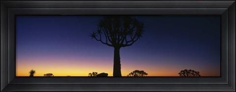 Framed Africa, Namibia, Kokerboom Preserve, Quiver Tree Print