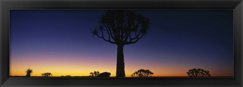 Framed Africa, Namibia, Kokerboom Preserve, Quiver Tree Print