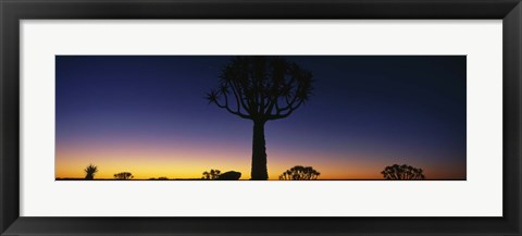 Framed Africa, Namibia, Kokerboom Preserve, Quiver Tree Print