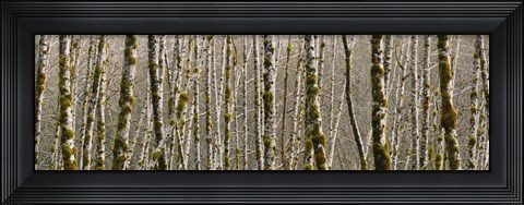 Framed Trees in the forest, Red Alder Tree, Olympic National Park, Washington State, USA Print
