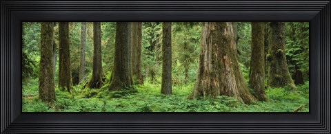 Framed Trees in a rainforest, Hoh Rainforest, Olympic National Park, Washington State, USA Print