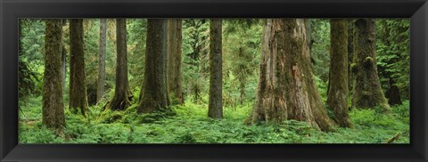 Framed Trees in a rainforest, Hoh Rainforest, Olympic National Park, Washington State, USA Print