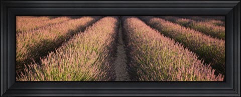 Framed Rows Lavender Field, Pays De Sault Provence, France Print