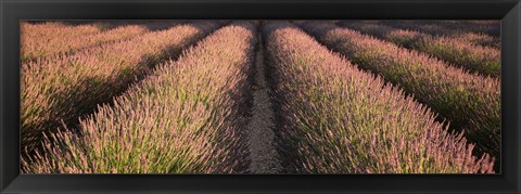 Framed Rows Lavender Field, Pays De Sault Provence, France Print