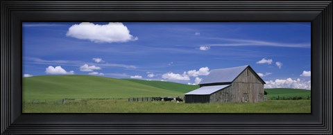 Framed Cows and a barn in a wheat field, Washington State, USA Print