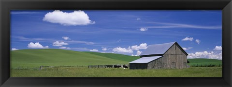 Framed Cows and a barn in a wheat field, Washington State, USA Print