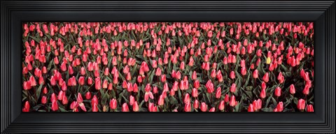 Framed Tulips, Noordbeemster, Netherlands Print