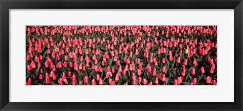 Framed Tulips, Noordbeemster, Netherlands Print