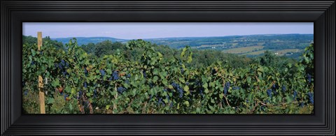 Framed Bunch of grapes in a vineyard, Finger Lakes region, New York State, USA Print